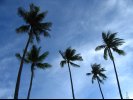 Coconut trees by Logoi Beach, Bintan.
